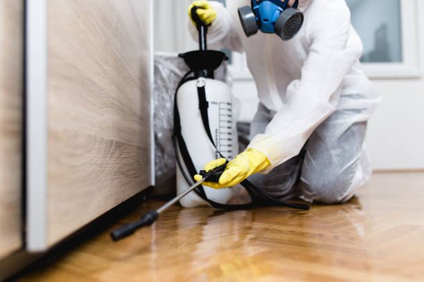 Wasp Removal Services in La Plata, MO