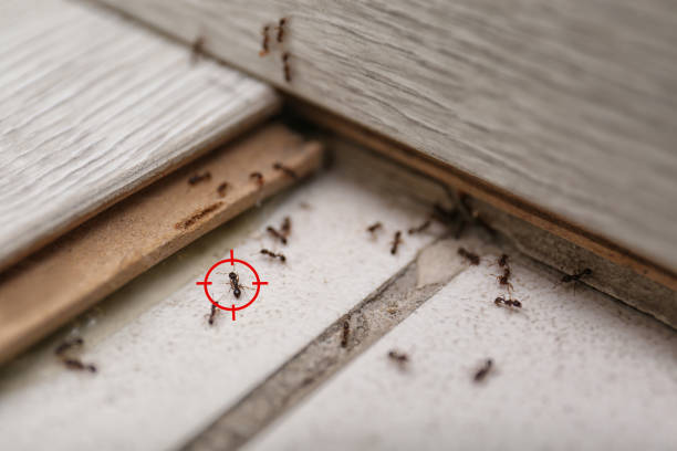 Pest Prevention Services in La Plata, MO
