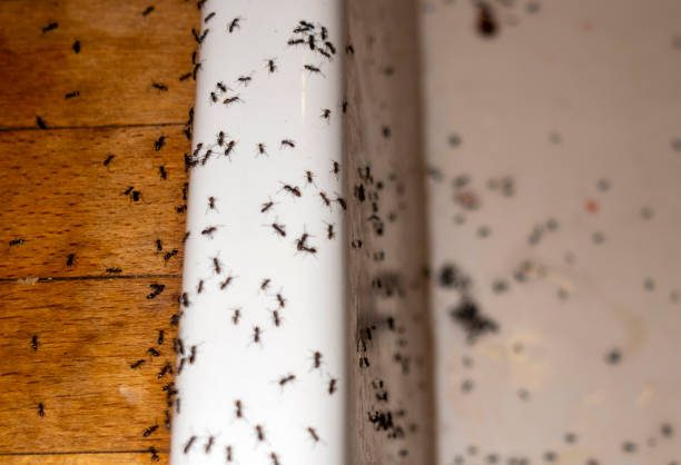 Flea Control Services in La Plata, MO