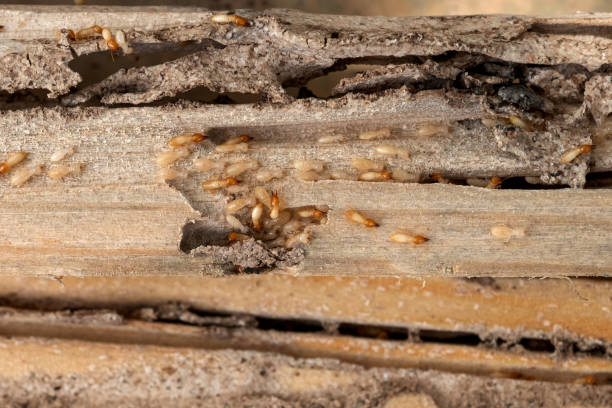 Trusted La Plata, MO Pest Control Experts